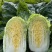 辽宁白菜北京3号北京三号白菜杠菜适宜腌菜货源充足