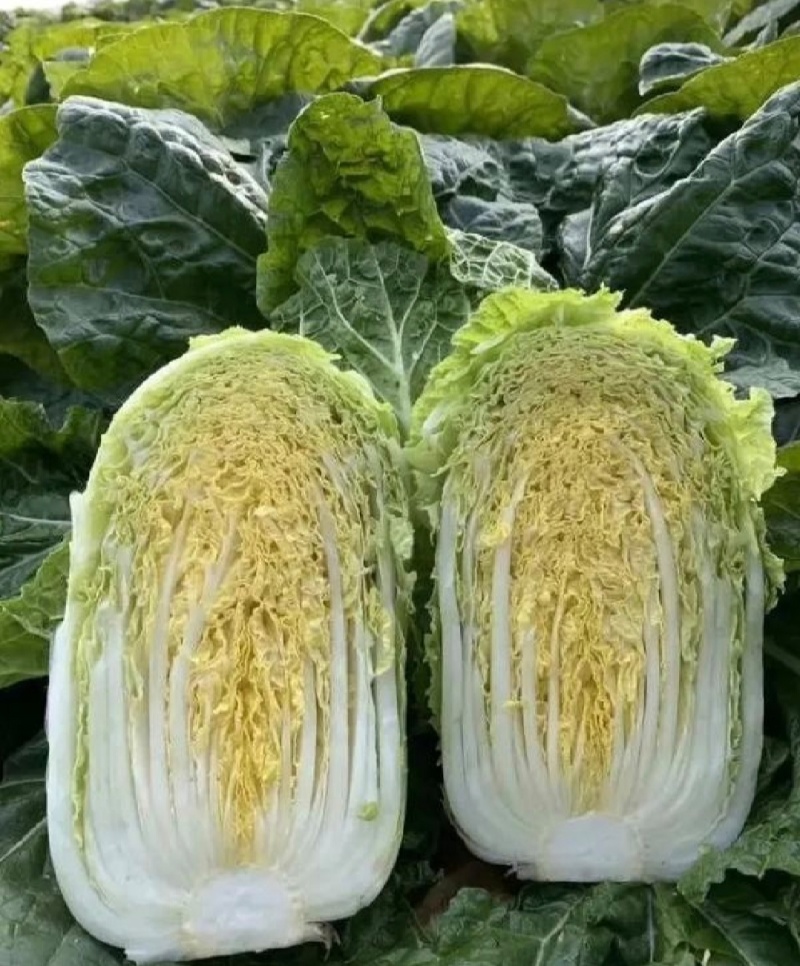 辽宁白菜北京3号北京三号白菜杠菜适宜腌菜货源充足