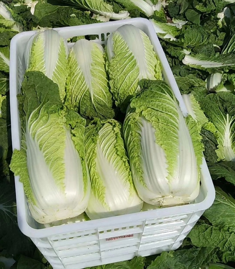 辽宁白菜北京3号北京三号白菜杠菜适宜腌菜货源充足