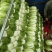 辽宁白菜北京3号北京三号白菜杠菜适宜腌菜货源充足