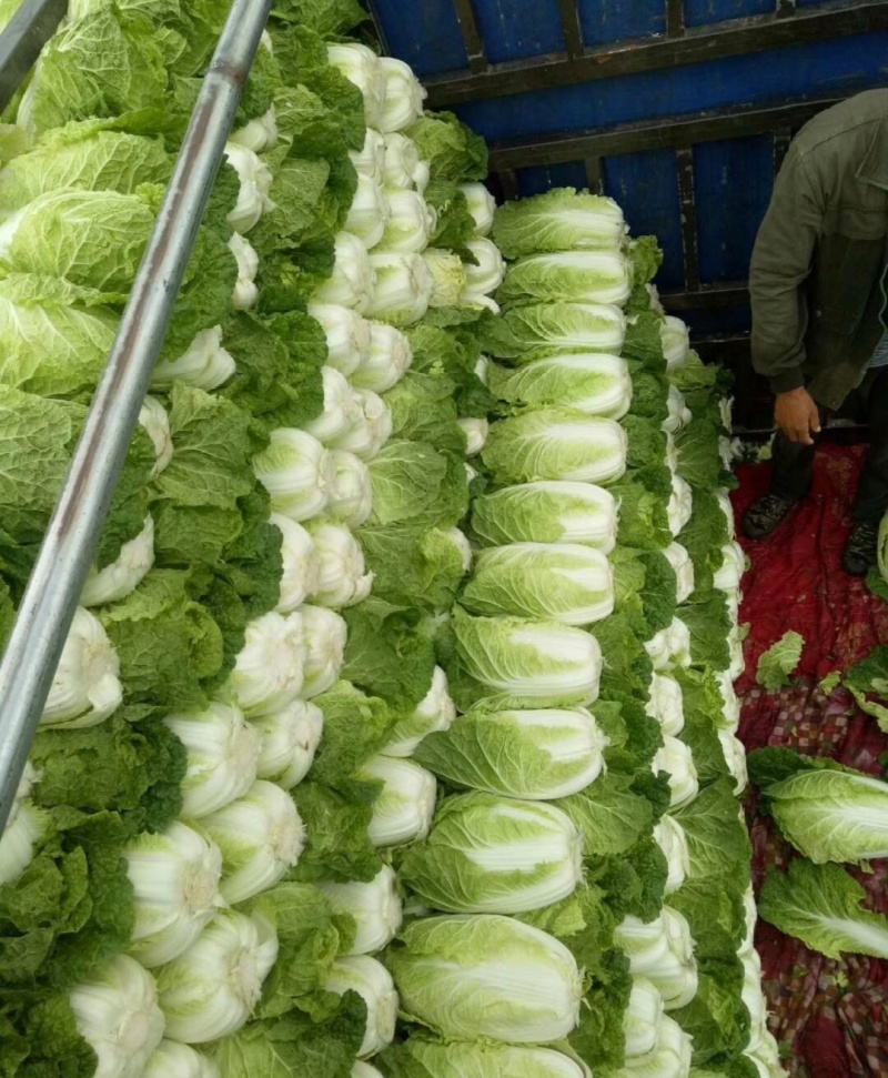 辽宁白菜北京3号北京三号白菜杠菜适宜腌菜货源充足