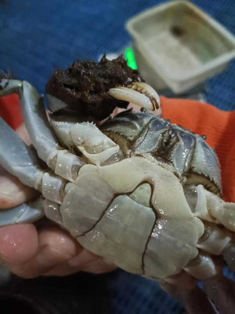 {诚信上架}江苏大闸蟹六月黄鲜活，淡水螃蟹，量大从优。