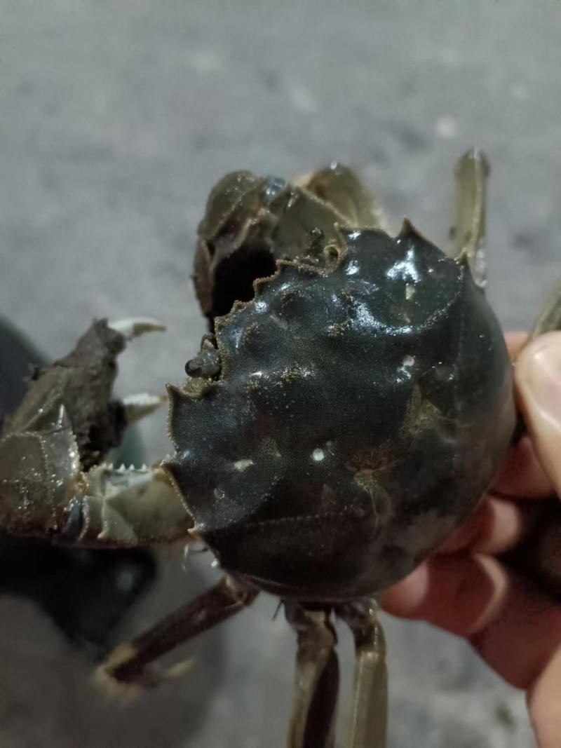 {诚信上架}江苏大闸蟹六月黄鲜活，淡水螃蟹，量大从优。