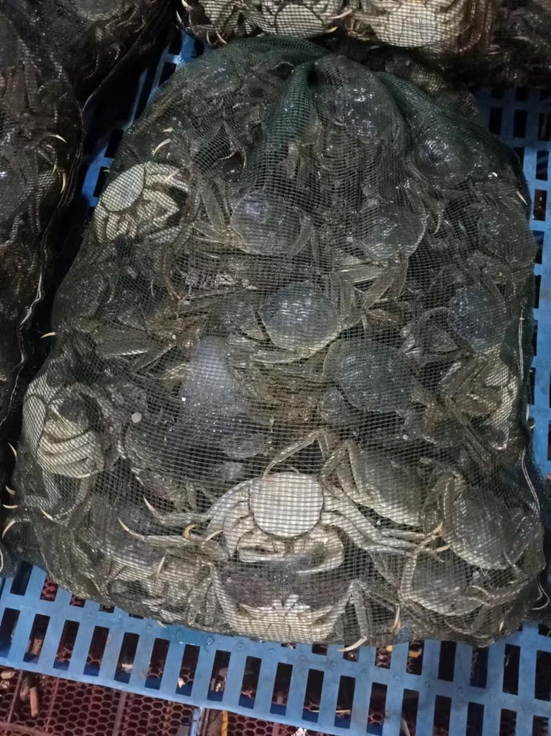 {诚信上架}江苏大闸蟹六月黄鲜活，淡水螃蟹，量大从优。