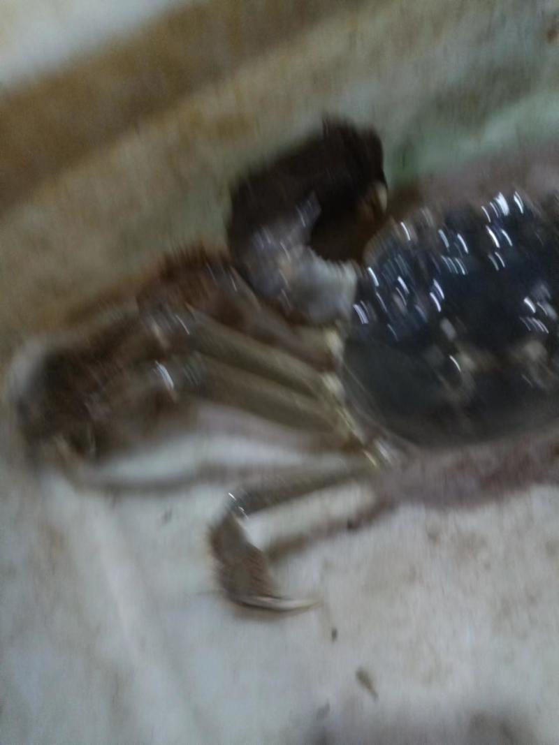 {诚信上架}江苏大闸蟹六月黄鲜活，淡水螃蟹，量大从优。