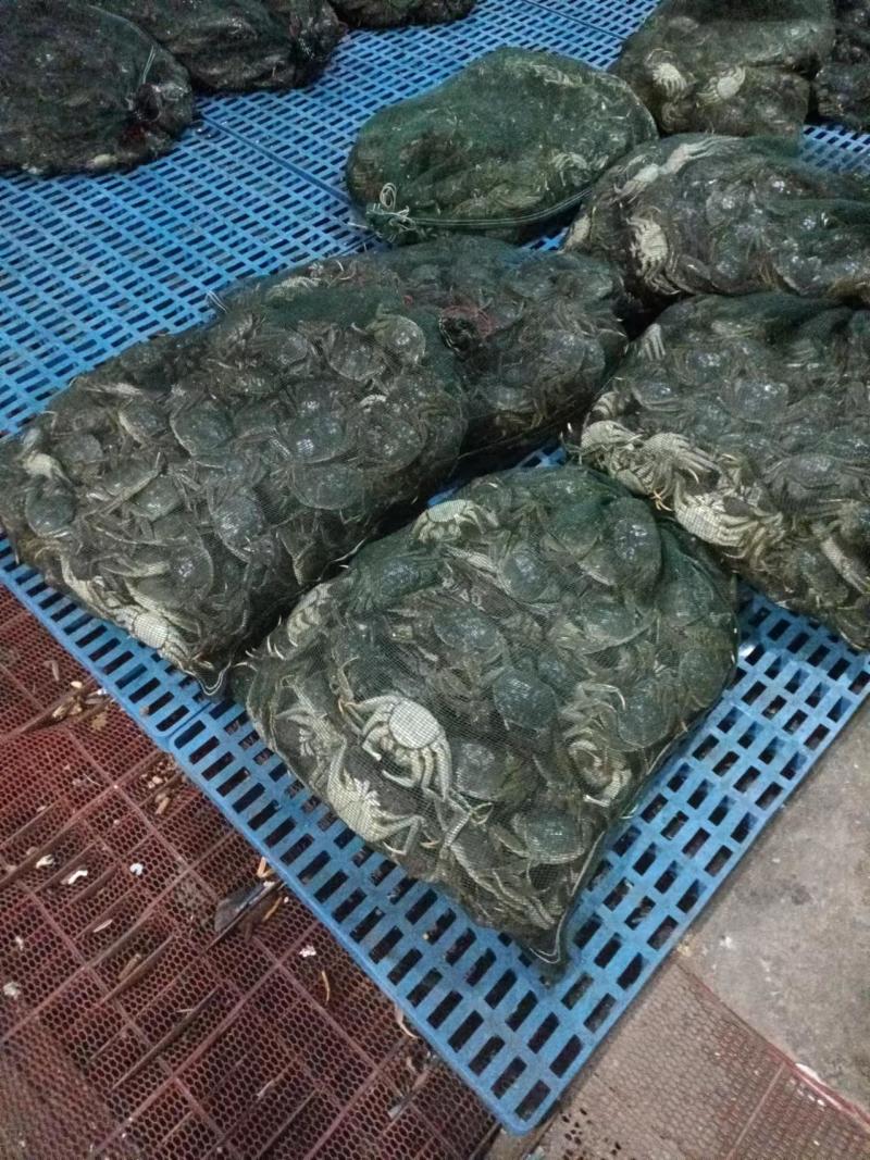 {诚信上架}江苏大闸蟹六月黄鲜活，淡水螃蟹，量大从优。
