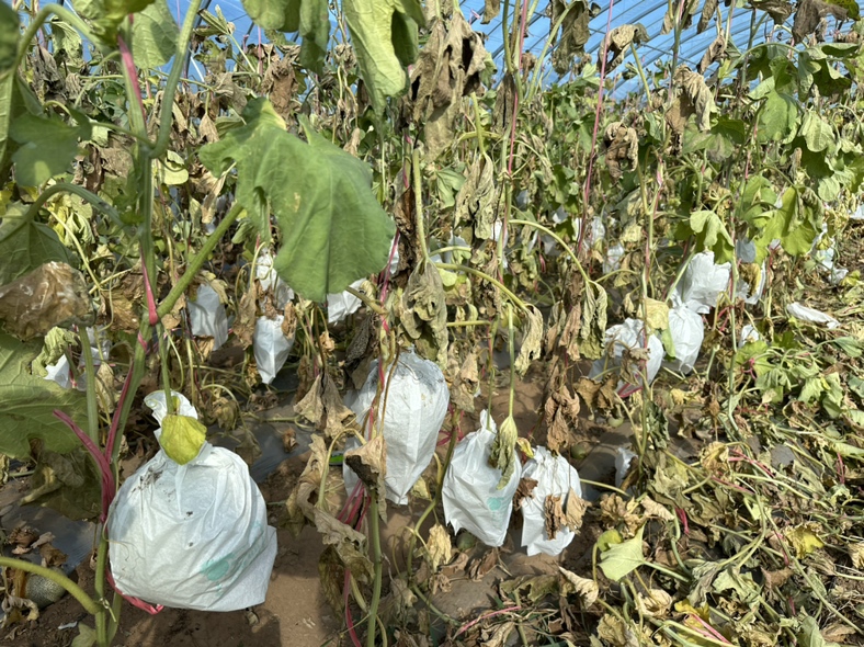 哈密瓜田间病株拔除与消毒操作现场