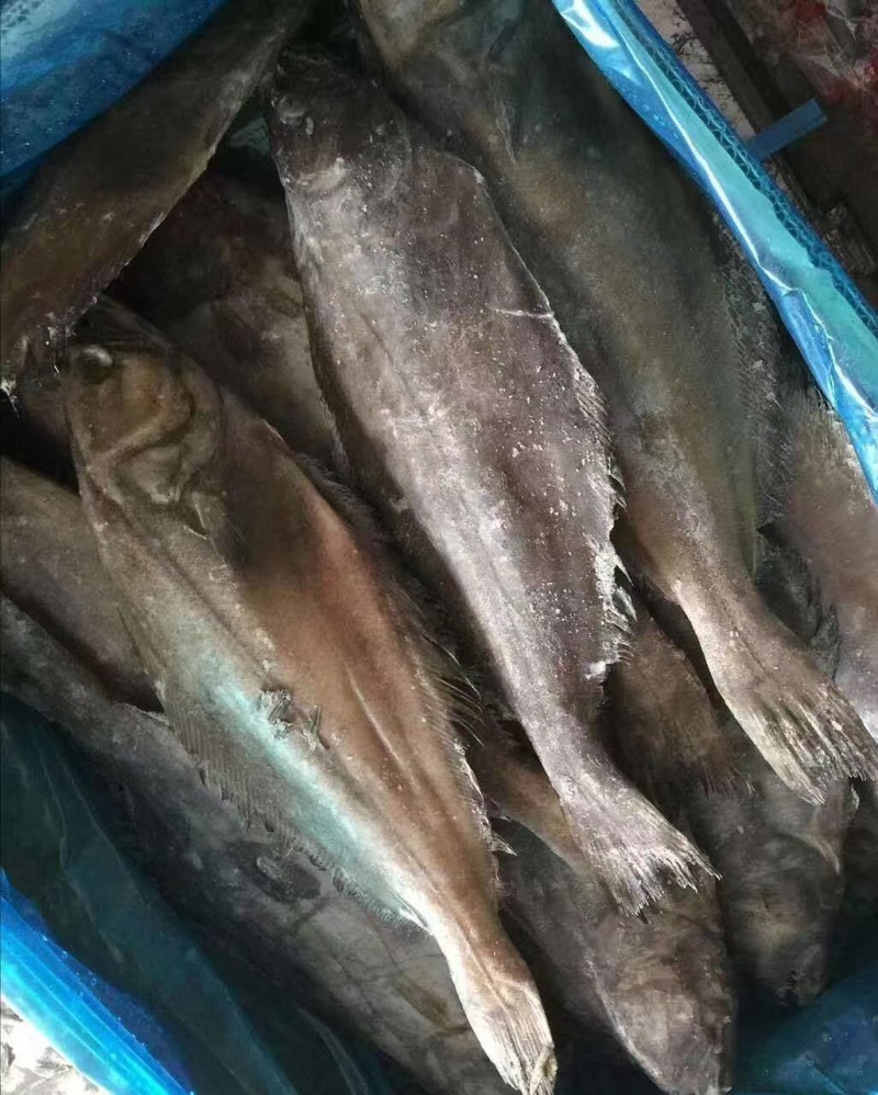 单冻鲽鱼可视频看货量大从优可全国发货欢迎选购