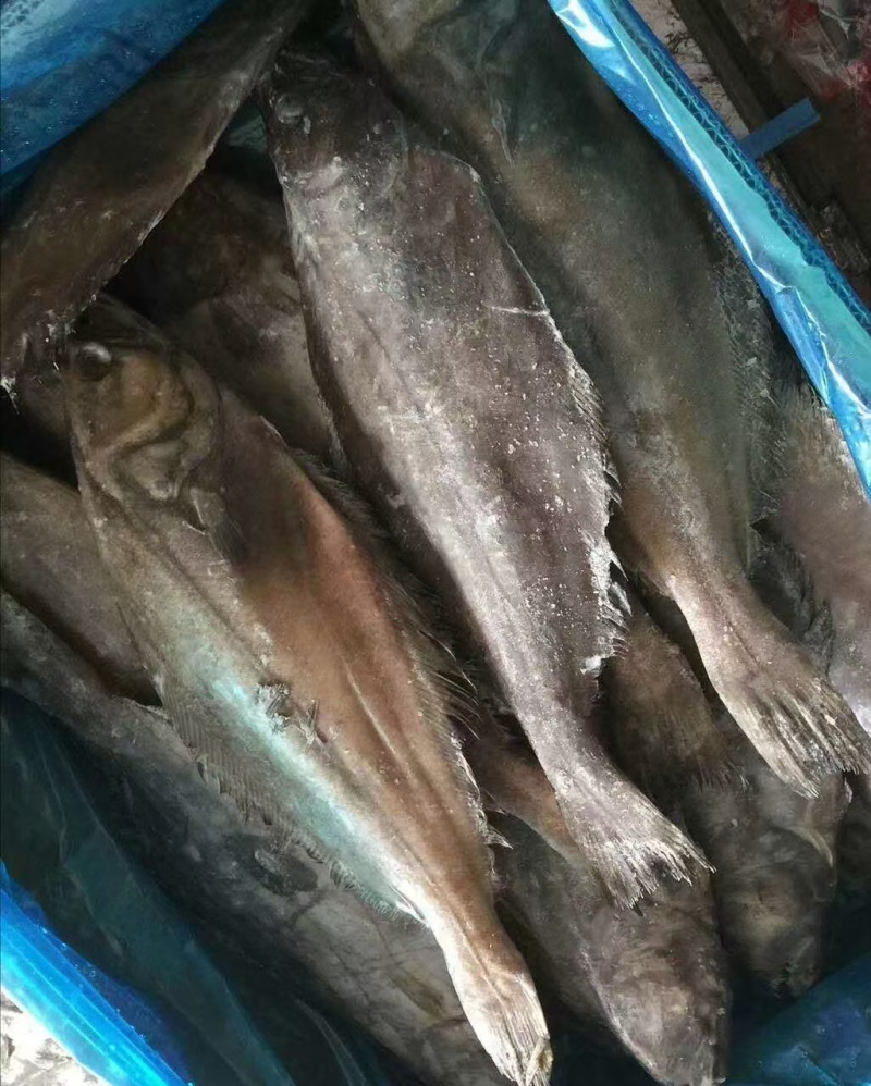单冻鲽鱼可视频看货量大从优可全国发货欢迎选购