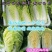 辽宁白菜北京3号北京三号白菜杠菜适宜腌菜货源充足