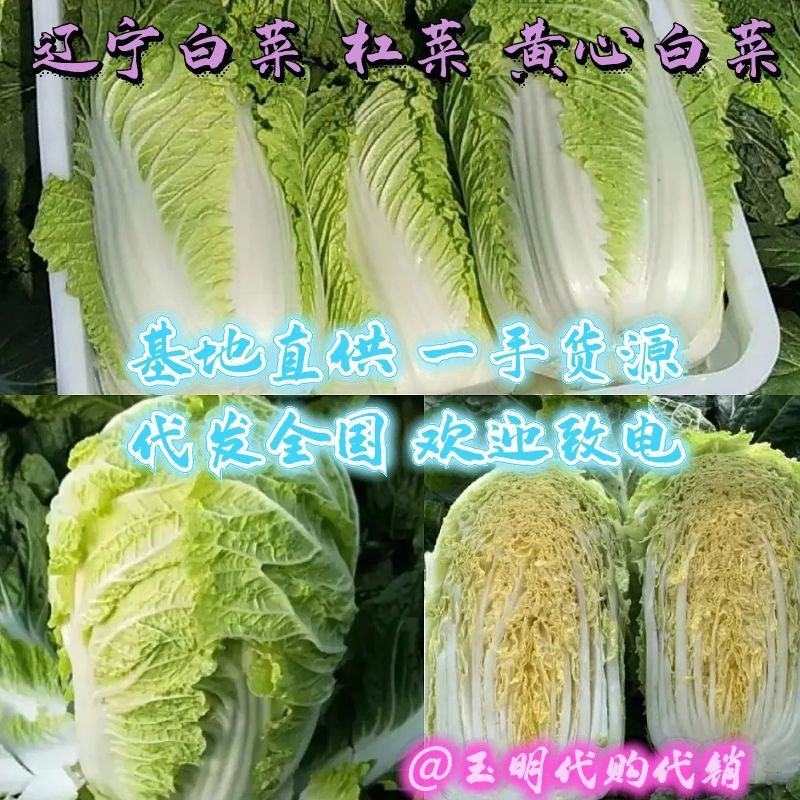 辽宁白菜北京3号北京三号白菜杠菜适宜腌菜货源充足
