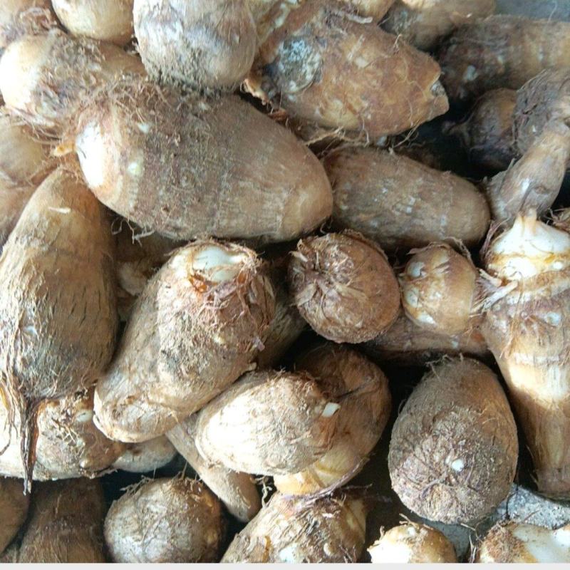 本地芋头量大从优