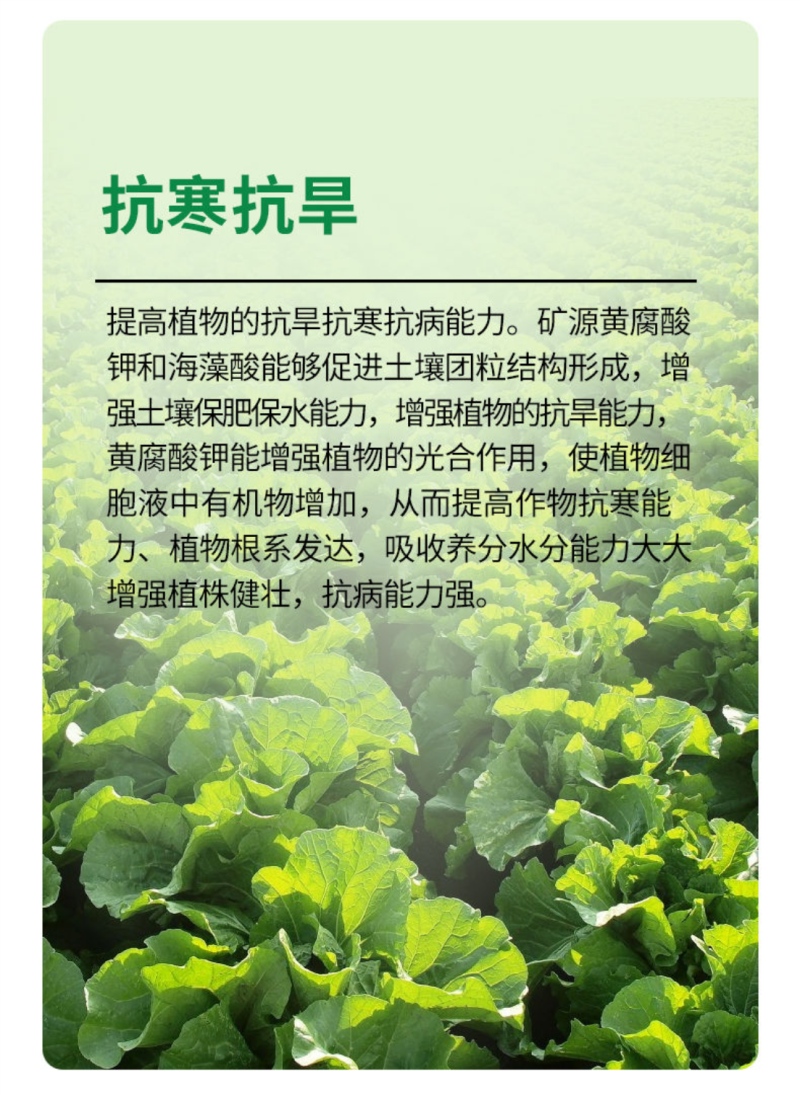 矿源黄腐酸钾生根活化土壤钾肥膨果转色含腐殖酸水溶肥料