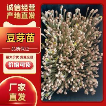 【山东】花生芽品质保障规格齐全可寄样品