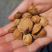 野生杏核大量现货供应，规格齐全诚信经营，可视频看货