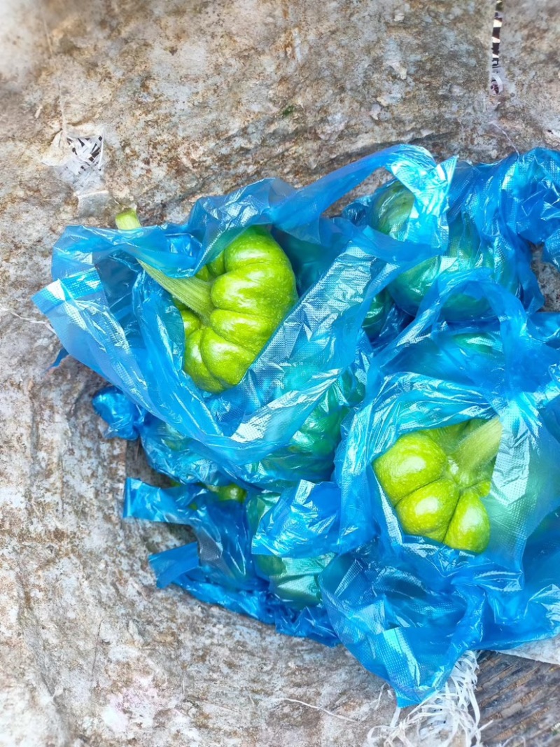 云南西双版纳姜柄瓜小瓜南瓜批发零售保鲜运输