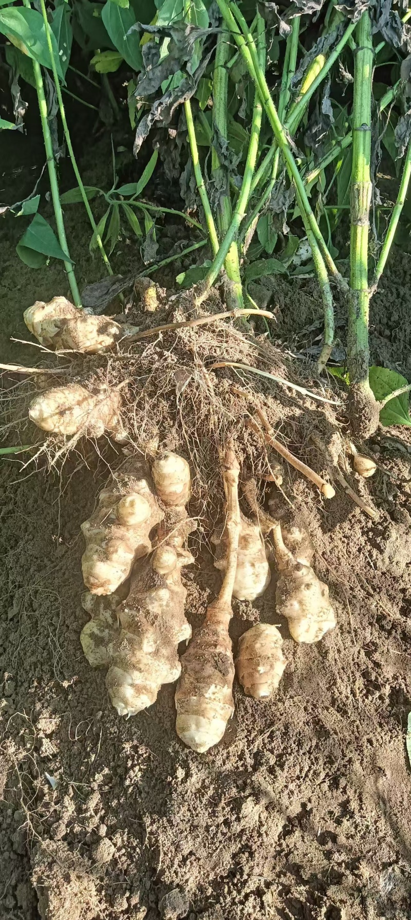 好洋姜好品质口感柔和细腻基地直供，欢迎致电采购