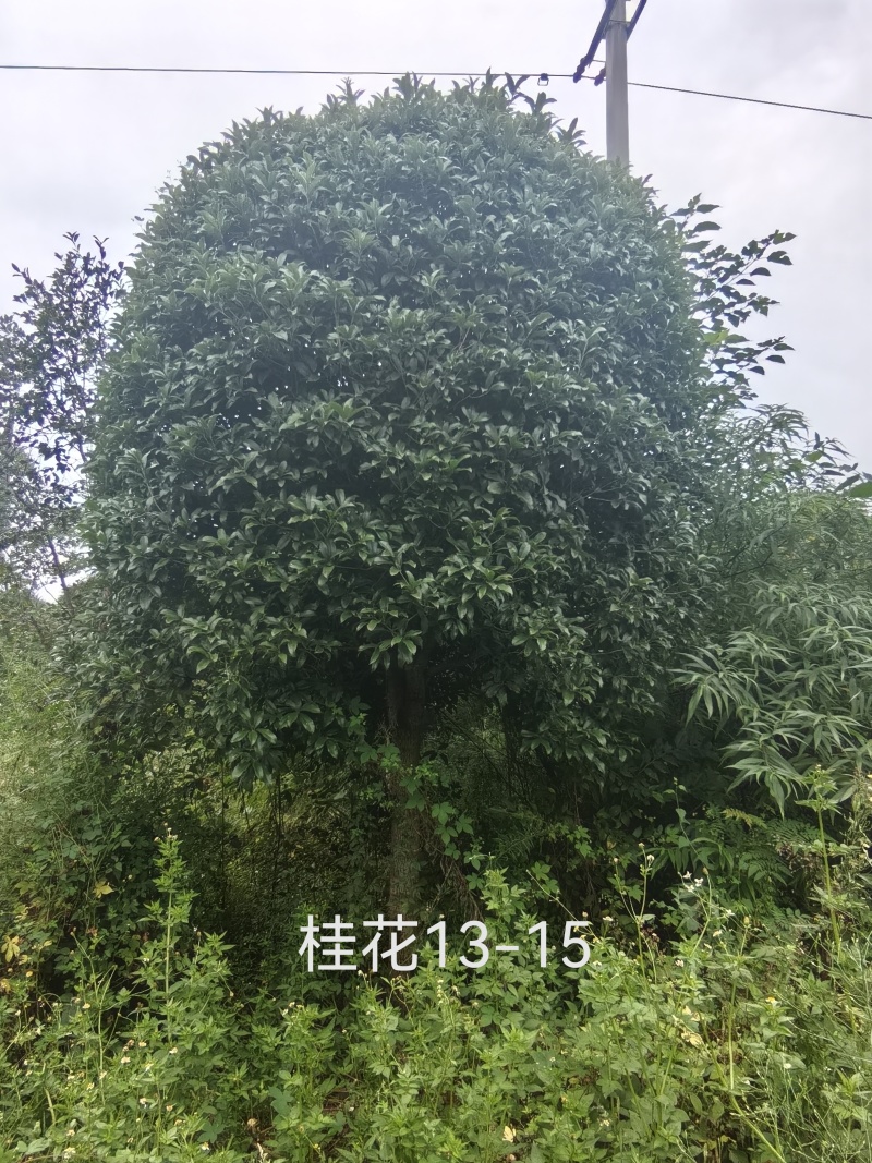 批发高杆桂花自然型八月桂8cm-15cm各规格