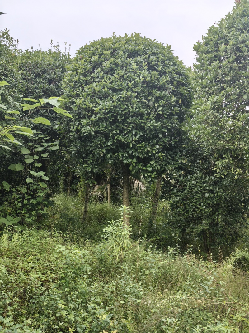 批发高杆桂花自然型八月桂8cm-15cm各规格