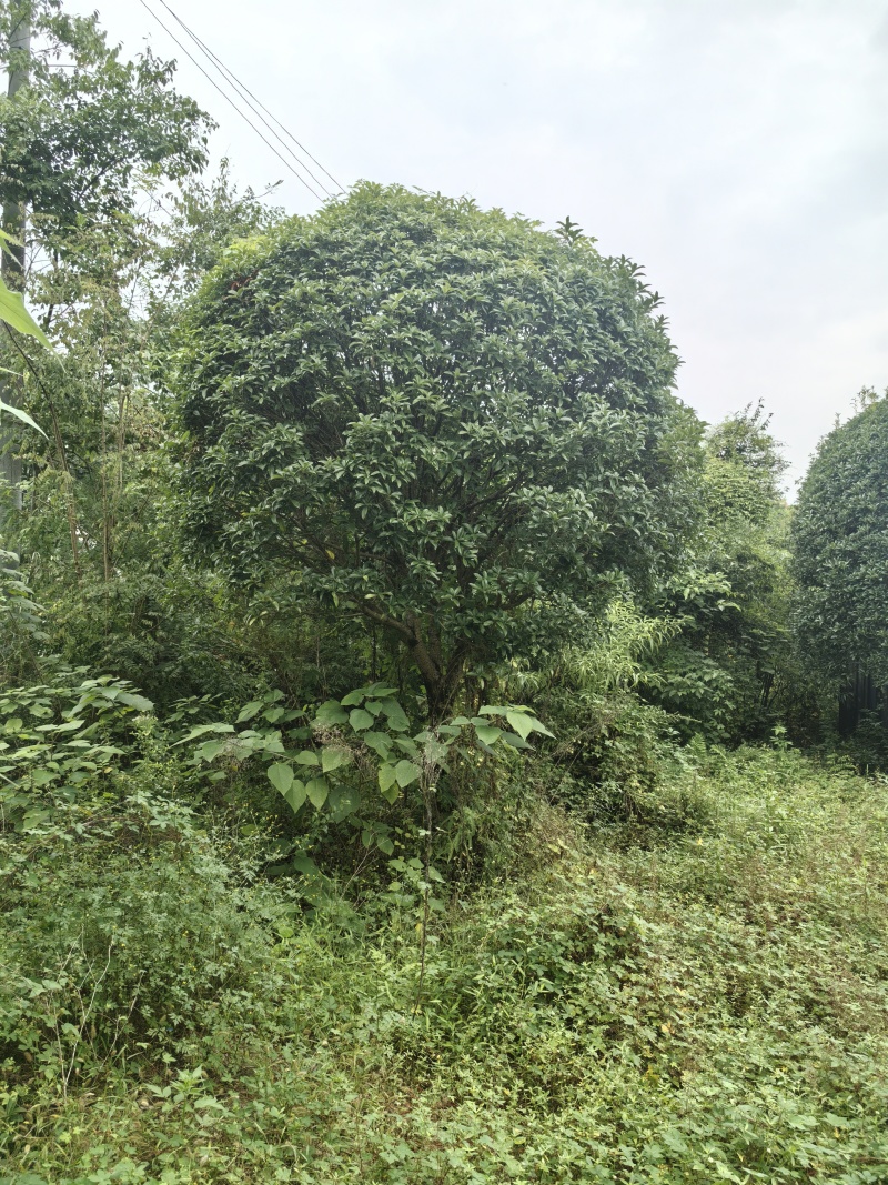 批发高杆桂花自然型八月桂8cm-15cm各规格