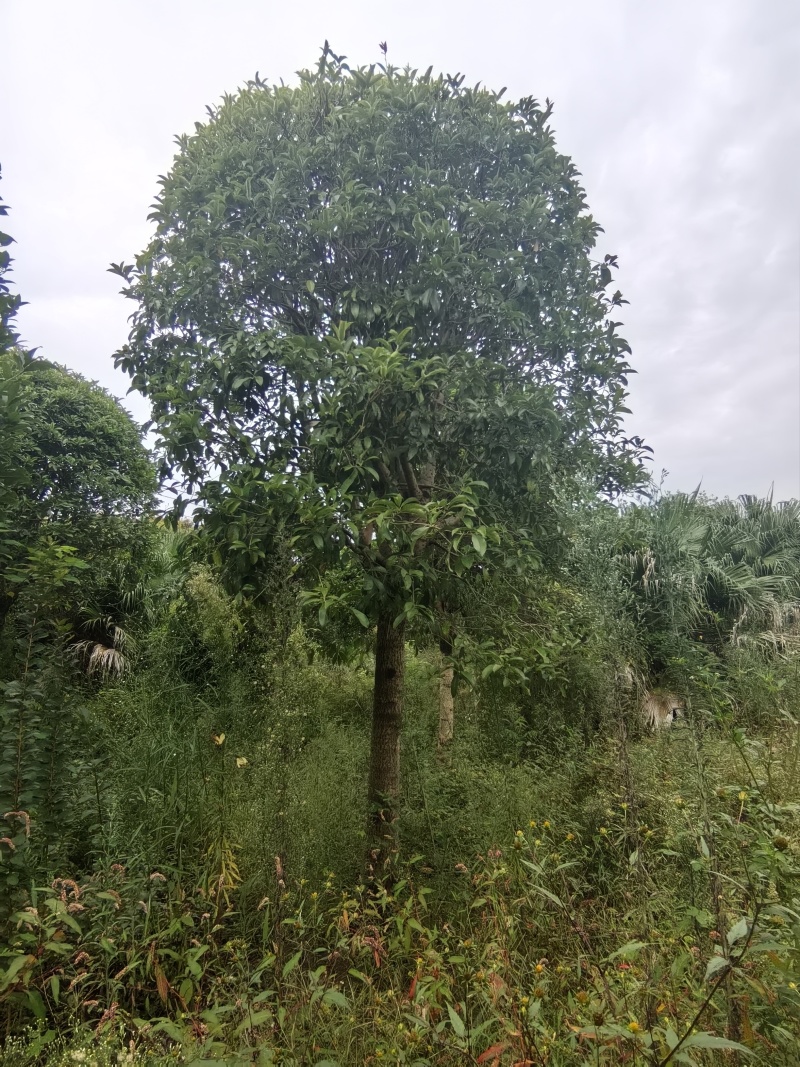 批发高杆桂花自然型八月桂8cm-15cm各规格