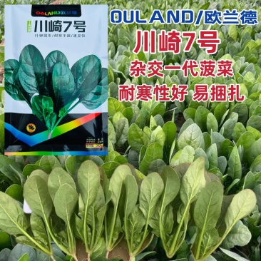 欧兰德川崎7号菠菜籽速生杂交菠菜种子春秋四季耐寒越冬蔬菜