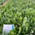 欧兰德川崎7号菠菜籽速生杂交菠菜种子春秋四季耐寒越冬蔬菜