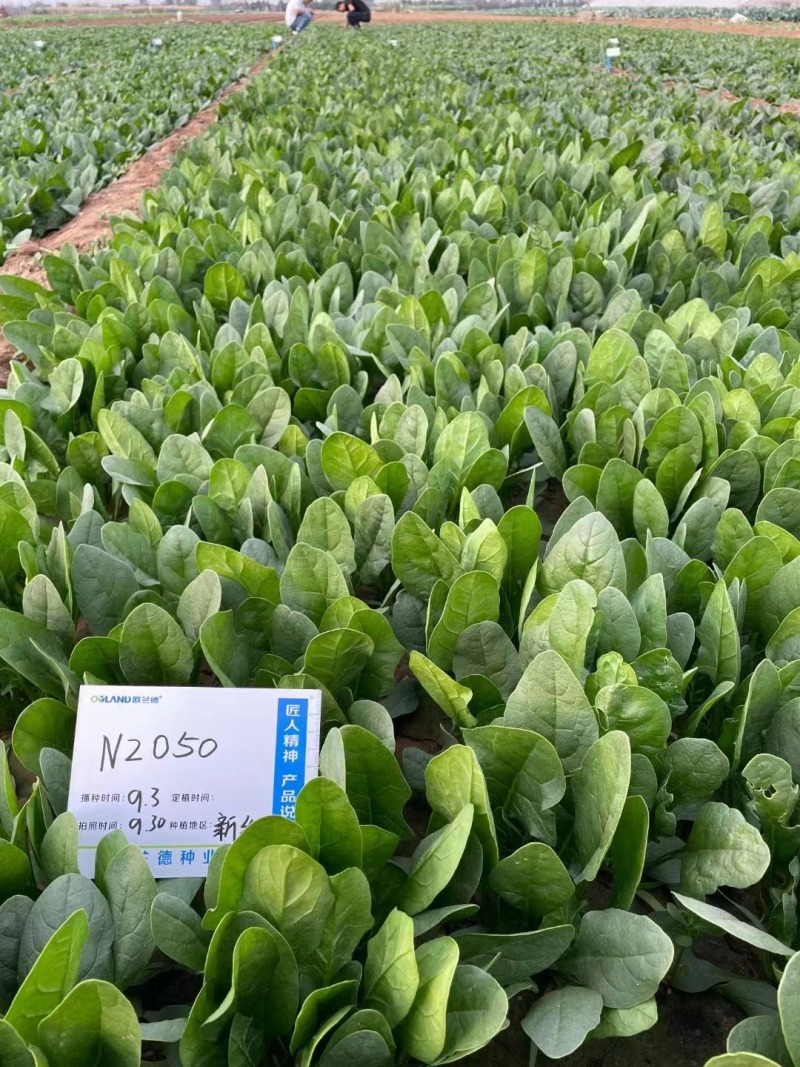 欧兰德川崎7号菠菜籽速生杂交菠菜种子春秋四季耐寒越冬蔬菜