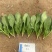 欧兰德川崎7号菠菜籽速生杂交菠菜种子春秋四季耐寒越冬蔬菜