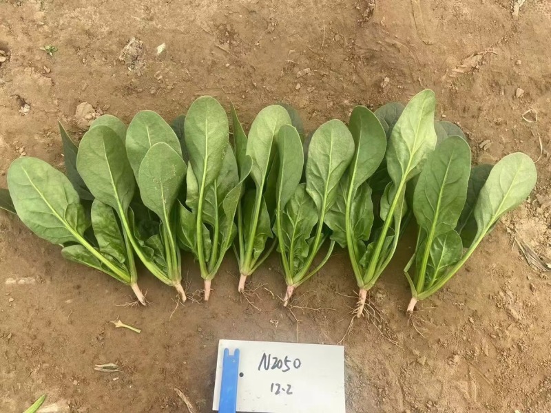 欧兰德川崎7号菠菜籽速生杂交菠菜种子春秋四季耐寒越冬蔬菜