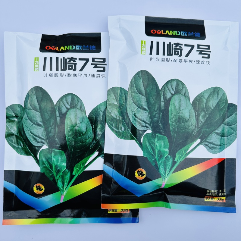 欧兰德川崎7号菠菜籽速生杂交菠菜种子春秋四季耐寒越冬蔬菜