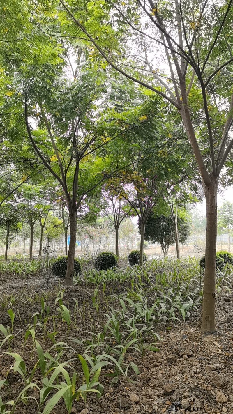 批发栾树