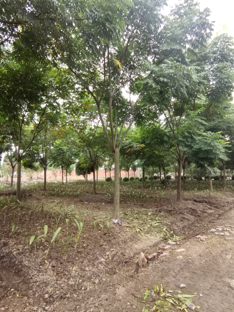 批发栾树