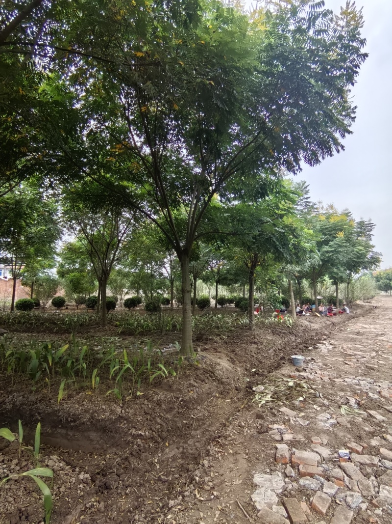 批发栾树