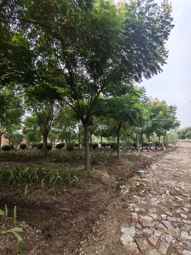批发栾树