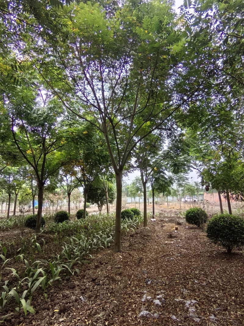 批发栾树