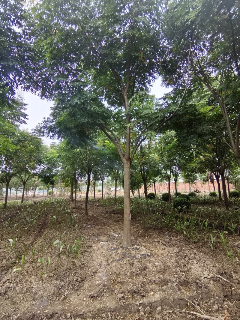 批发栾树
