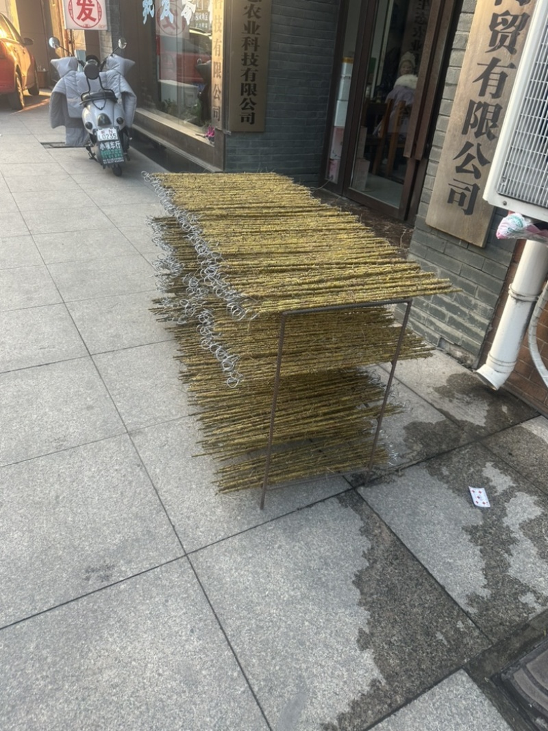 正宗霍山石斛铁皮石斛枫斗优质枫斗基地直销一件代发