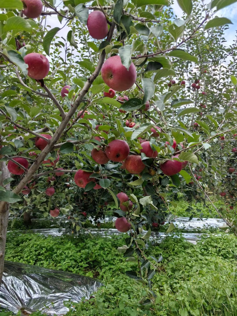 凉山丑苹果