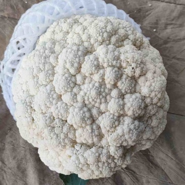 松花