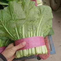 小白菜