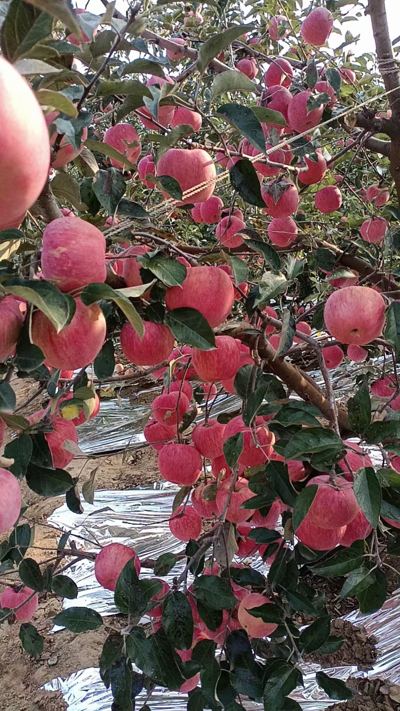 红富士苹果大量上市品质好一手货源产地直发货量充足