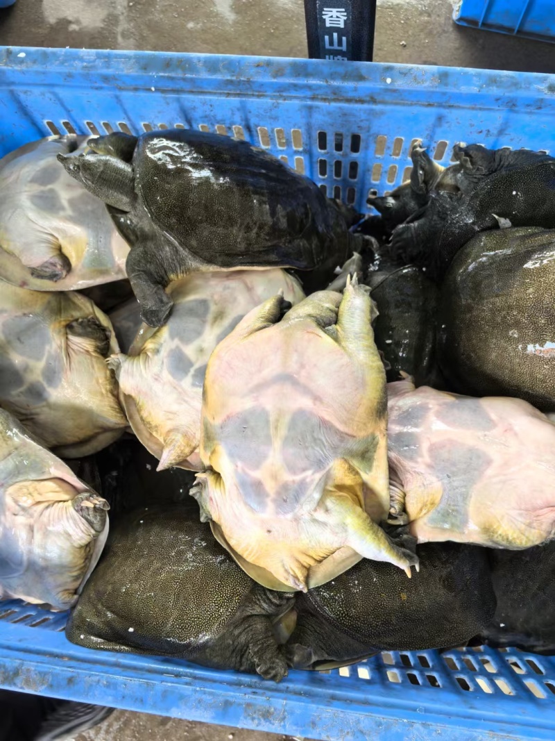 江西南丰老甲鱼供货白菜价