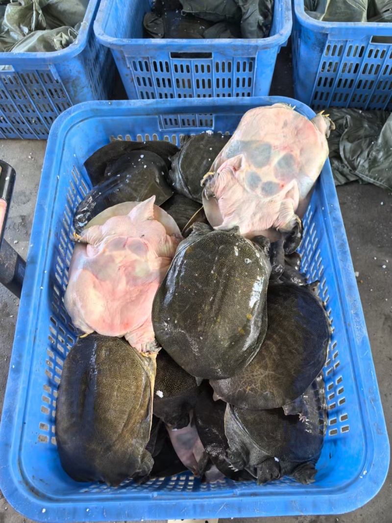 江西南丰老甲鱼供货白菜价