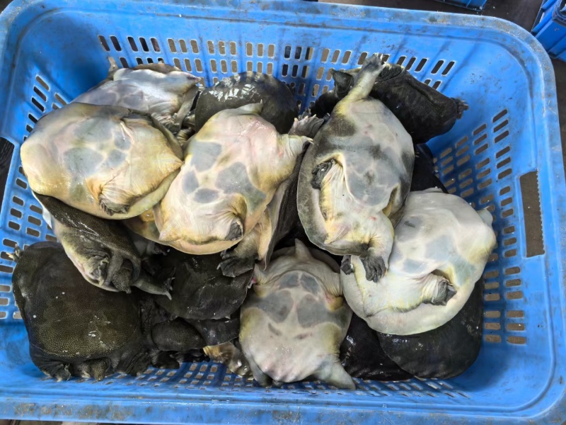江西南丰老甲鱼供货白菜价