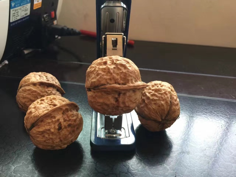 云南纸皮核桃