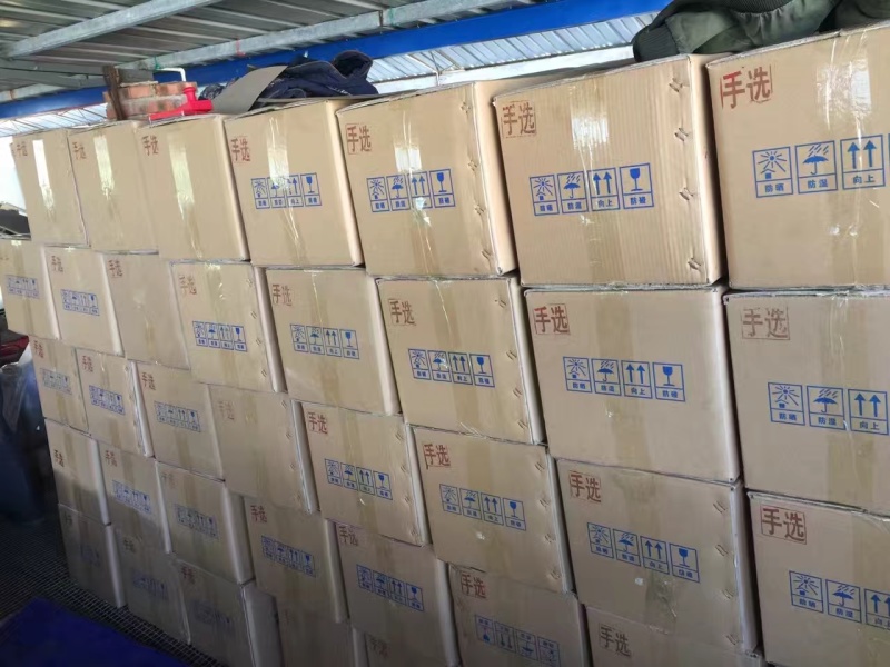 云南纸皮核桃