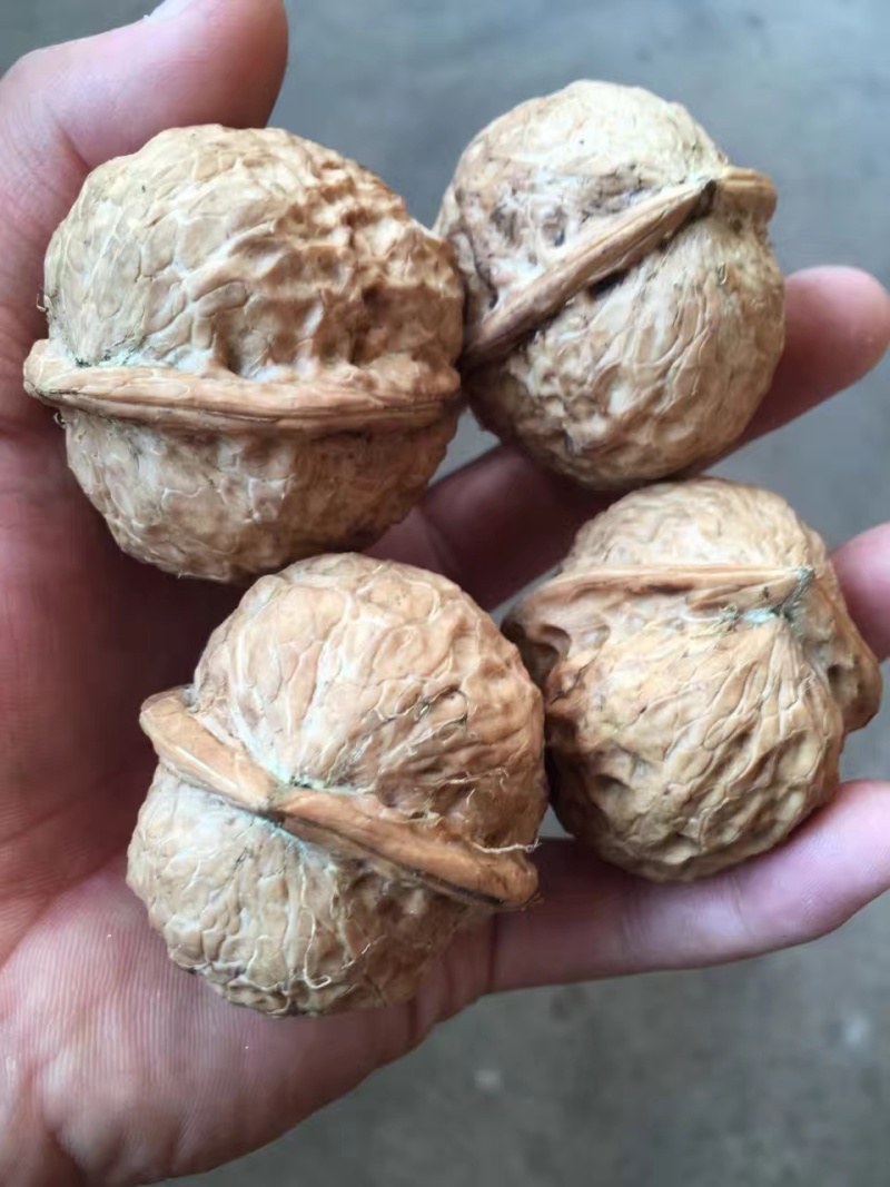 云南纸皮核桃