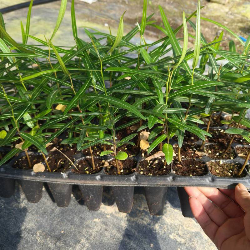 澳洲佛肚树苗昆士兰瓶干树室内盆栽花卉绿植庭院风景树