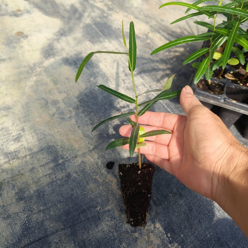 澳洲佛肚树苗昆士兰瓶干树室内盆栽花卉绿植庭院风景树